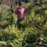 【推荐】鲜姜（本地小黄姜）量大从优保质保量基地直发