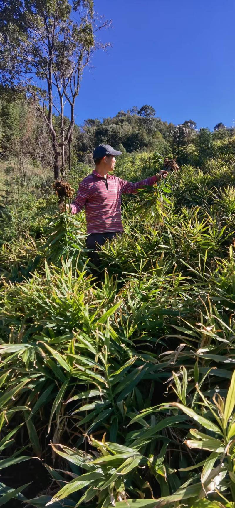 【推荐】鲜姜（本地小黄姜）量大从优保质保量基地直发
