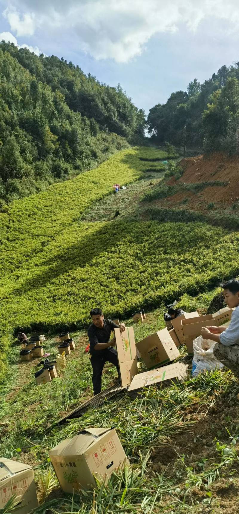 【推荐】鲜姜（本地小黄姜）量大从优保质保量基地直发
