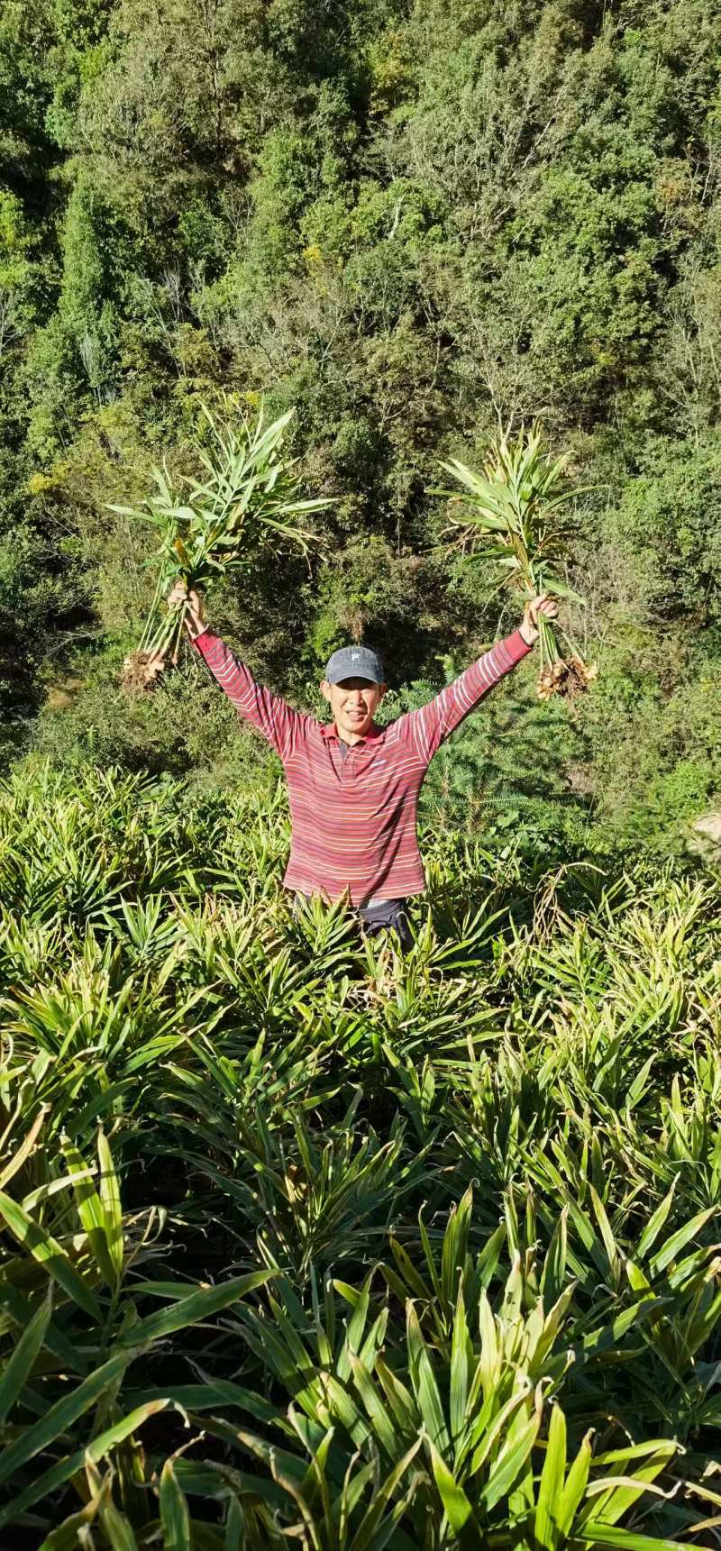 【推荐】鲜姜（本地小黄姜）量大从优保质保量基地直发