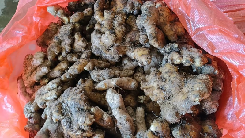 【推荐】鲜姜（本地小黄姜）量大从优保质保量基地直发