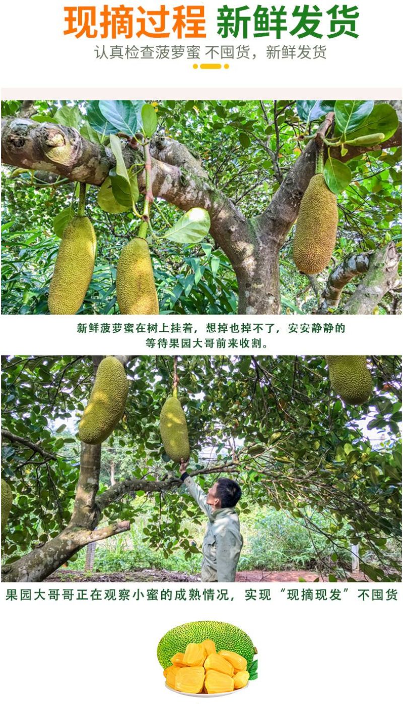 海南菠萝蜜批发优惠全国发货