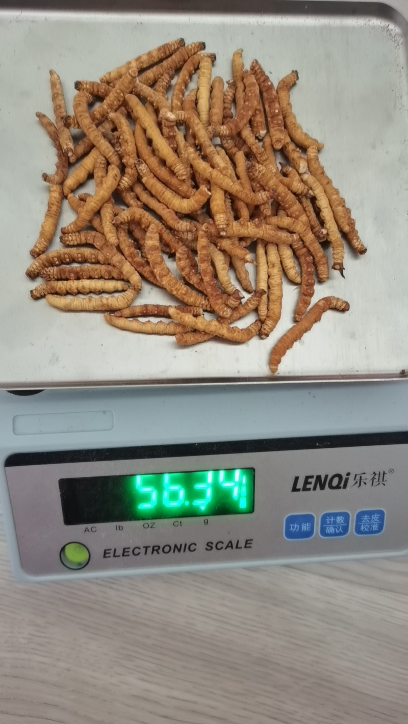 冬虫夏草【虫草】支持货到开箱验货，可发往全国市场！诚信经营