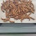 冬虫夏草【虫草】支持货到开箱验货，可发往全国市场！诚信经营