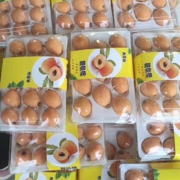 精品早钟6号枇杷，产地直发，品质保证，可视频看货