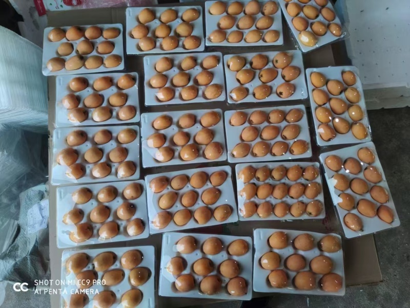 精品早钟6号枇杷，产地直发，品质保证，可视频看货