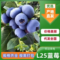 蓟州富盈蓝莓产地直供一手货源