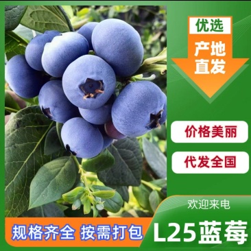 蓟州富盈蓝莓产地直供一手货源