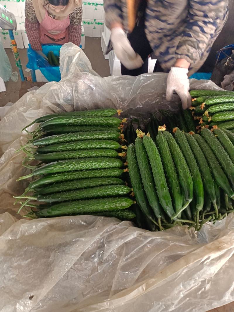 【密刺黄瓜】山东临沂沂南大棚一手货源统货一级精品都有