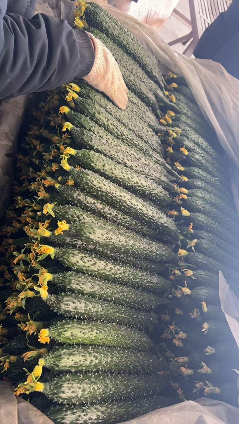 【密刺黄瓜】山东临沂沂南大棚一手货源统货一级精品都有