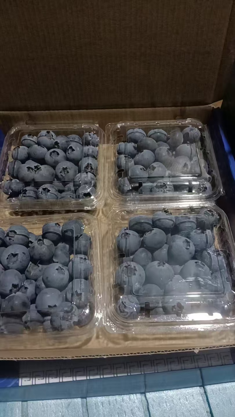蓟州富盈蓝莓产地直供一手货源