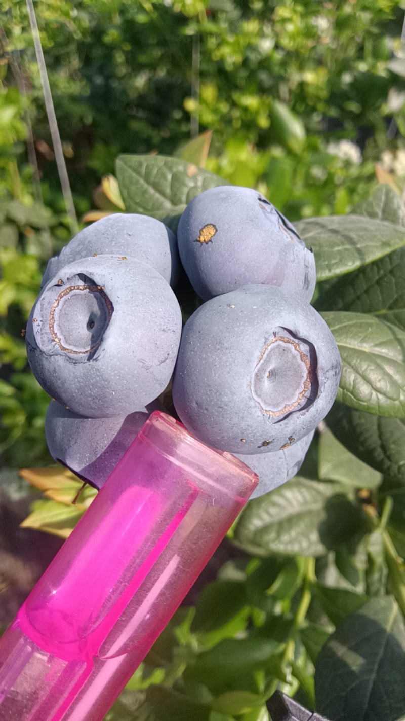 蓟州富盈蓝莓产地直供一手货源