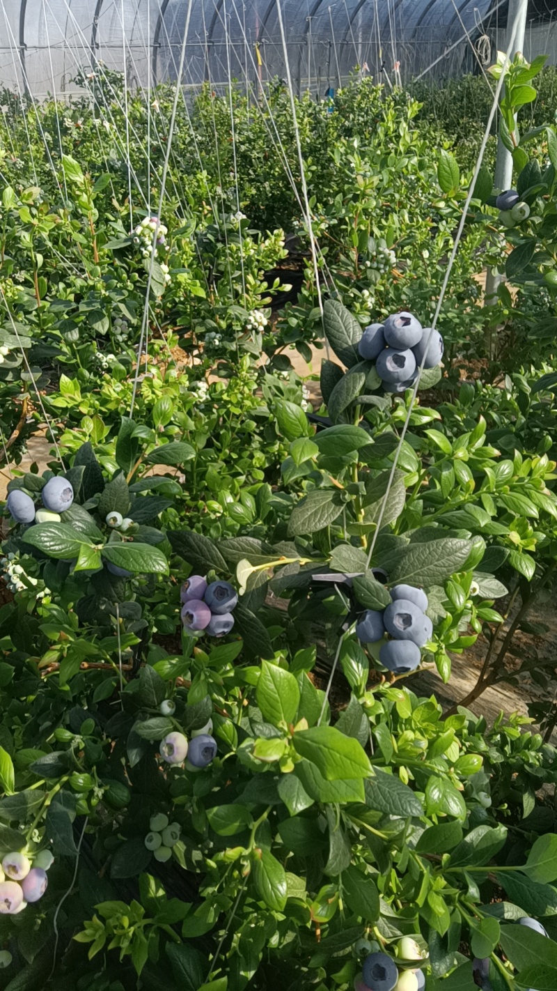 蓟州富盈蓝莓产地直供一手货源