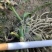 白芨种苗白芨种子三叉紫花白芨种诚信合作欢迎选购