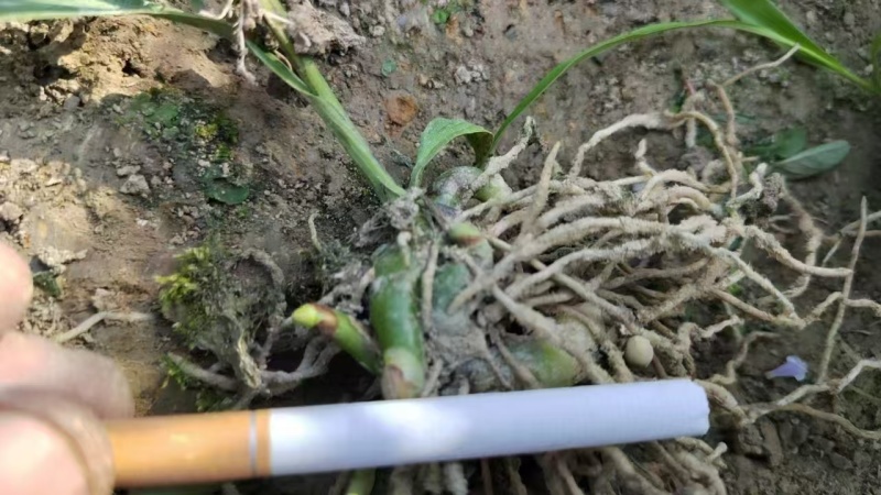 白芨种苗白芨种子三叉紫花白芨种诚信合作欢迎选购