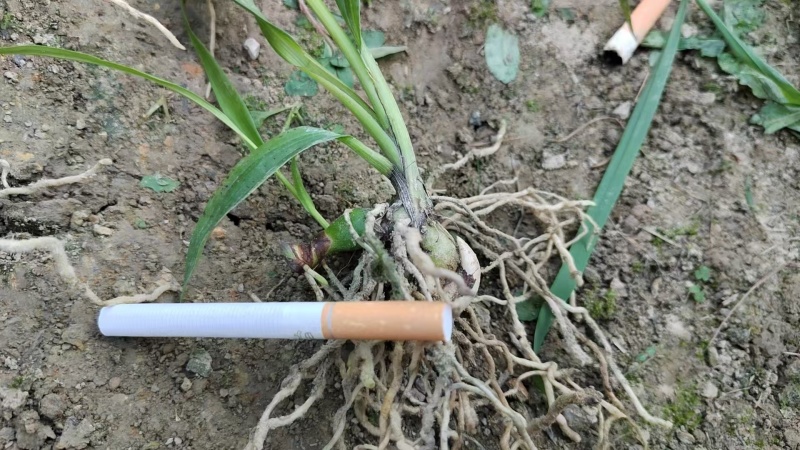 白芨种苗白芨种子三叉紫花白芨种诚信合作欢迎选购