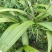 白芨种苗白芨种子三叉紫花白芨种诚信合作欢迎选购