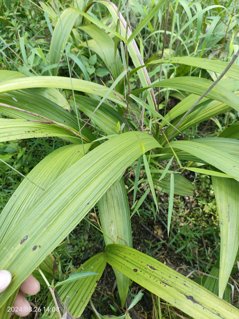 白芨种苗白芨种子三叉紫花白芨种诚信合作欢迎选购