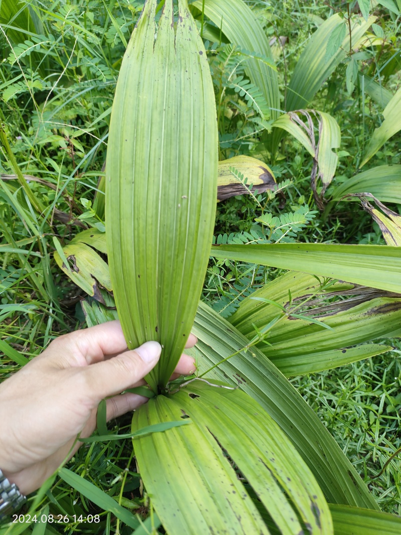 白芨种苗白芨种子三叉紫花白芨种诚信合作欢迎选购