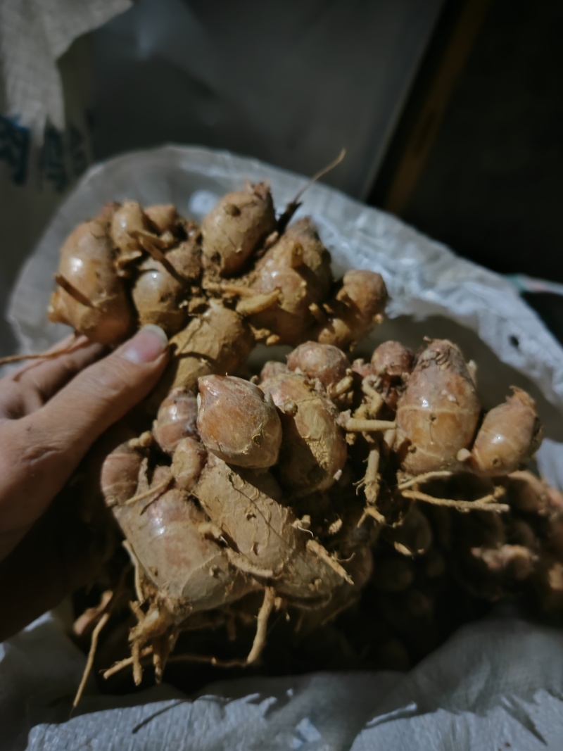 优质广东大沙姜，个头大，颜色漂亮