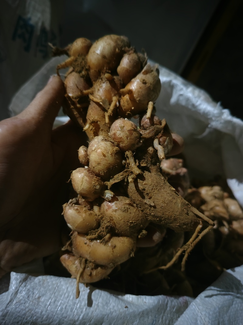 优质广东大沙姜，个头大，颜色漂亮