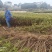 1米高杜鹃占地造林征地**价格便宜