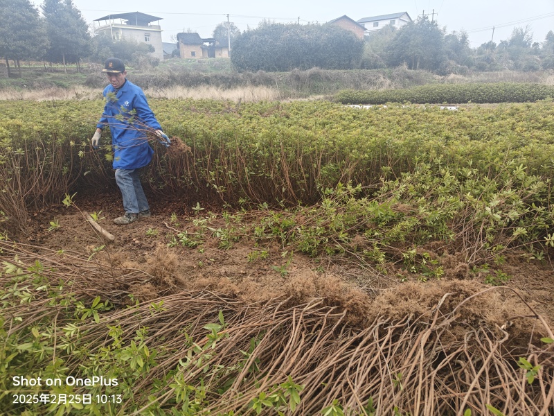 1米高杜鹃占地造林征地**价格便宜