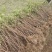 1米高杜鹃占地造林征地**价格便宜