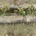 1米高杜鹃占地造林征地**价格便宜
