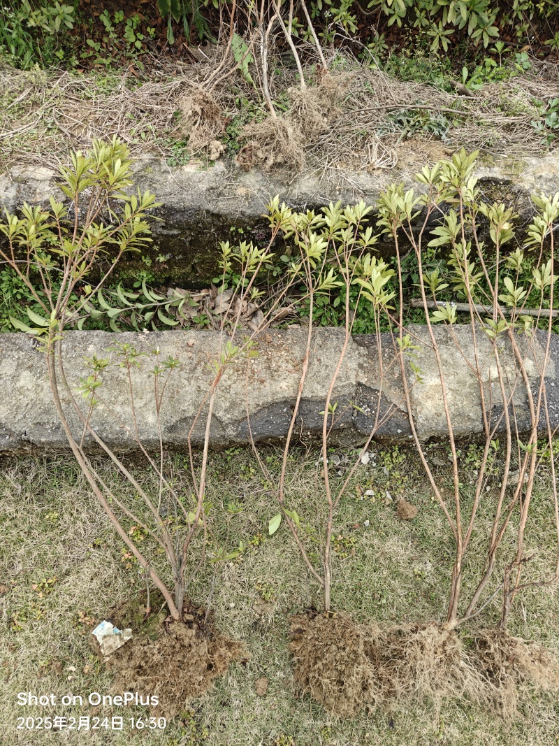 1米高杜鹃占地造林征地**价格便宜