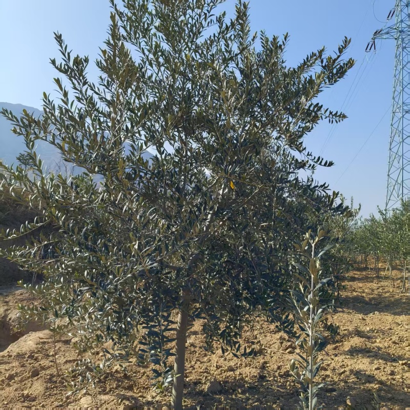 绿化苗木油橄榄甘肃苗木基地直供质量保证提供技术指导