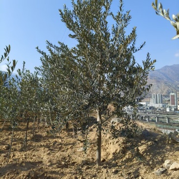 绿化苗木油橄榄甘肃苗木基地直供质量保证提供技术指导