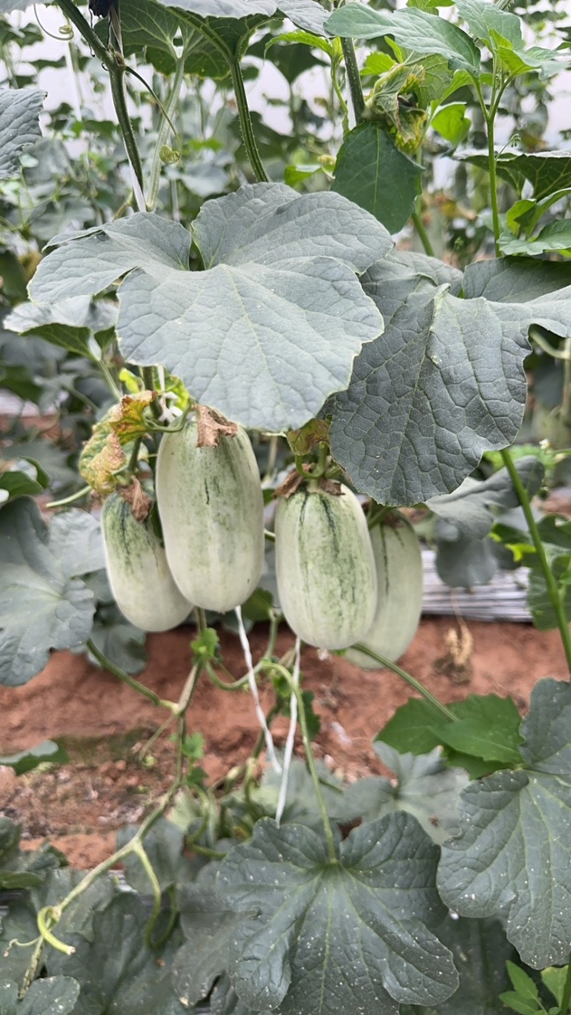 费县蜜源18大量供应大量接单产地直发