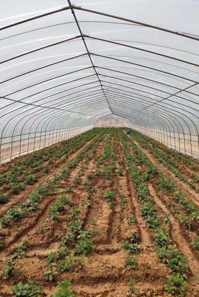 全套大棚骨架钢管蔬菜种菜保温种植温室家用西瓜草莓椭圆管棚定制