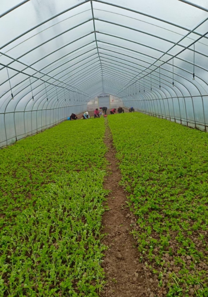 全套大棚骨架钢管蔬菜种菜保温种植温室家用西瓜草莓椭圆管棚定制