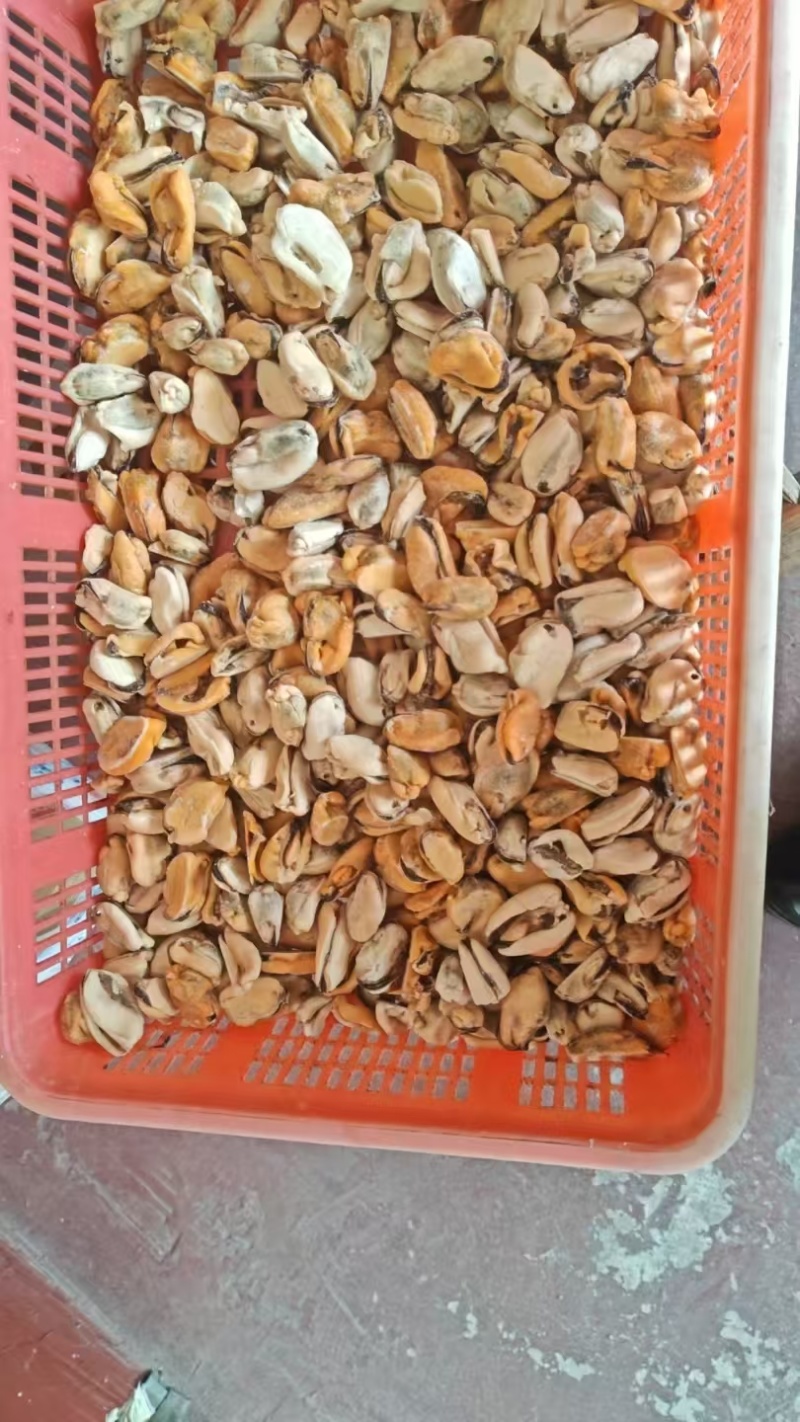 贻贝(海虹肉)贻贝肉大量上市，岀囗国内外食品，需要的老板们