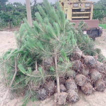 油松油松杯苗油松地苗量大欢迎考察