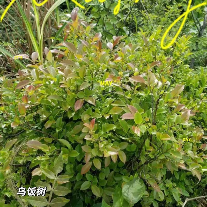 乌饭叶。