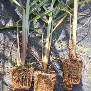 黄皮甘蔗脱毒苗一根能长3根商品甘蔗