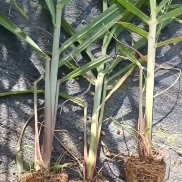黄皮甘蔗脱毒苗一株能长3根商品甘蔗