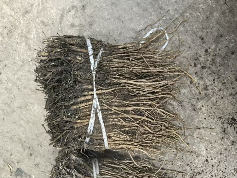 优质精品当归苗