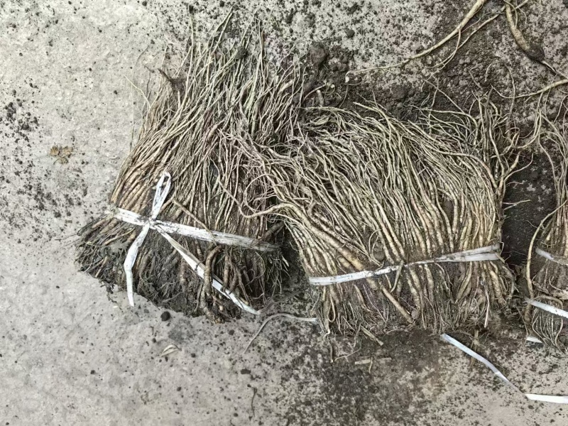 优质精品当归苗