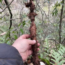 骨碎补鲜货毛货干货大量供应产地一手货源
