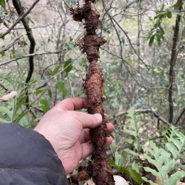 骨碎补鲜货毛货干货大量供应产地一手货源