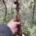 骨碎补鲜货毛货干货大量供应产地一手货源