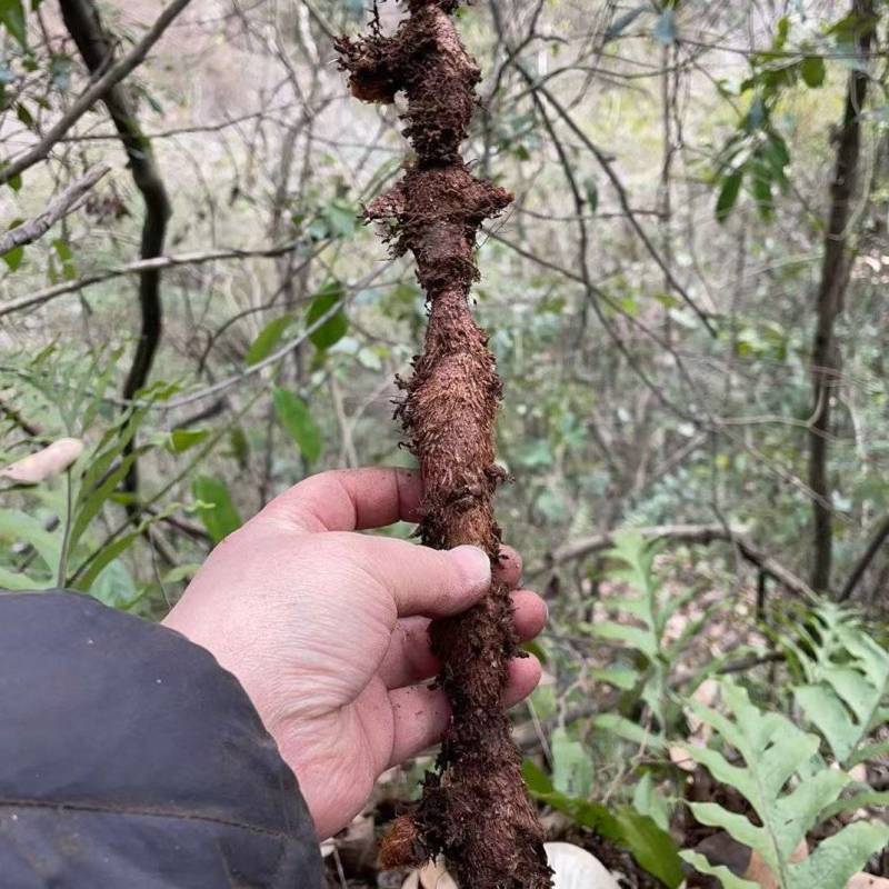 骨碎补鲜货毛货干货大量供应产地一手货源