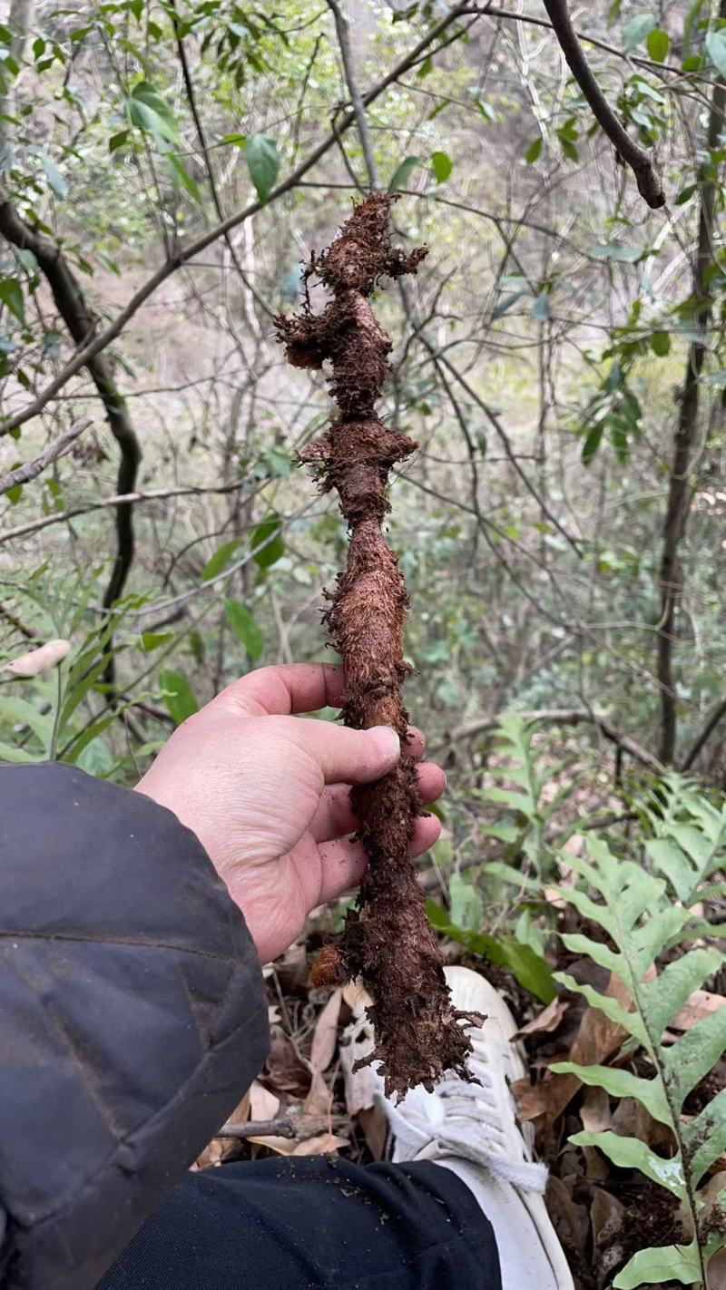 骨碎补鲜货毛货干货大量供应产地一手货源