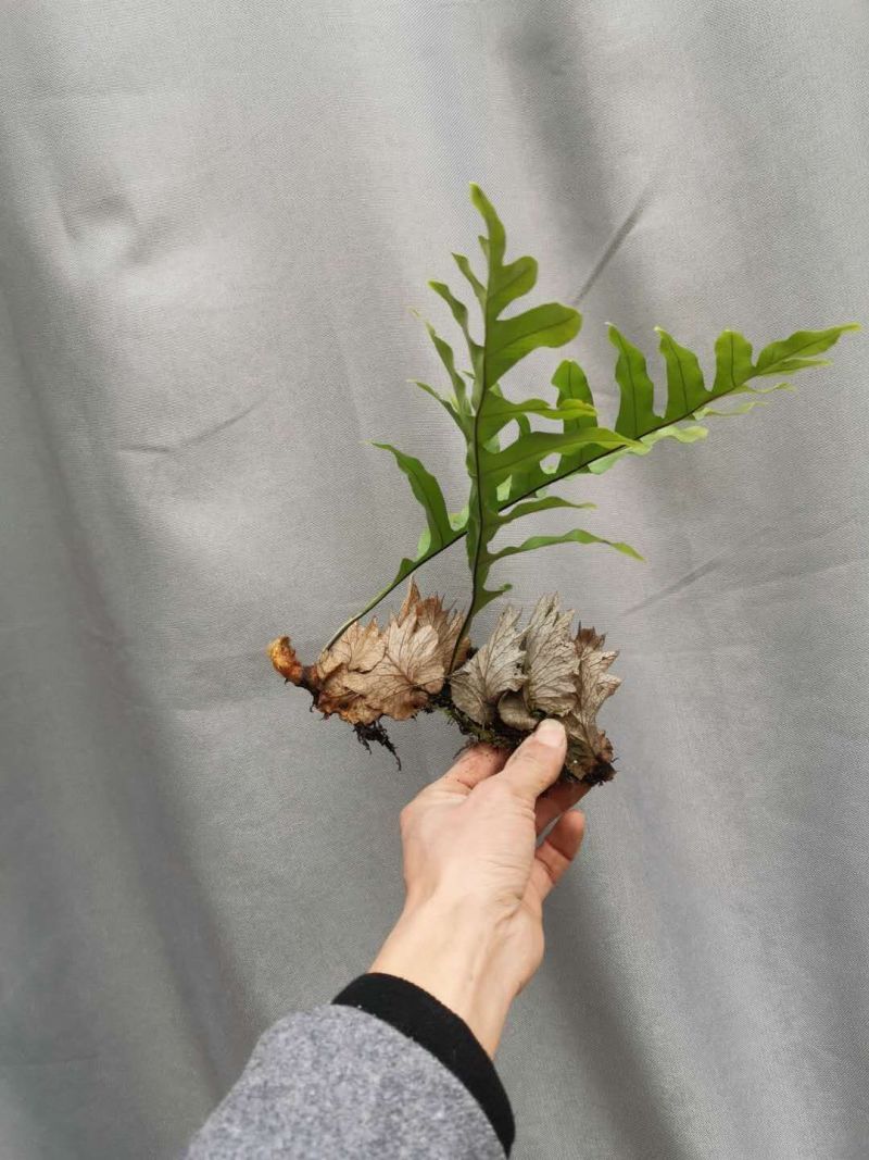 骨碎补鲜货毛货干货大量供应产地一手货源