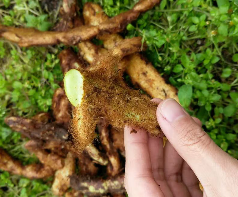 骨碎补鲜货毛货干货大量供应产地一手货源