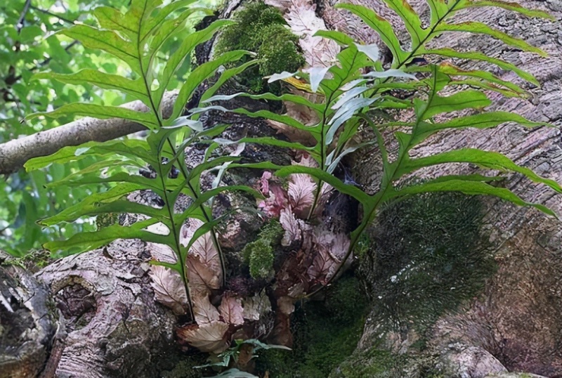 骨碎补种苗骨碎补干货鲜货产地一手货源